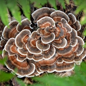 Trametes Versicolor-Mushroom-PowderExtract-1