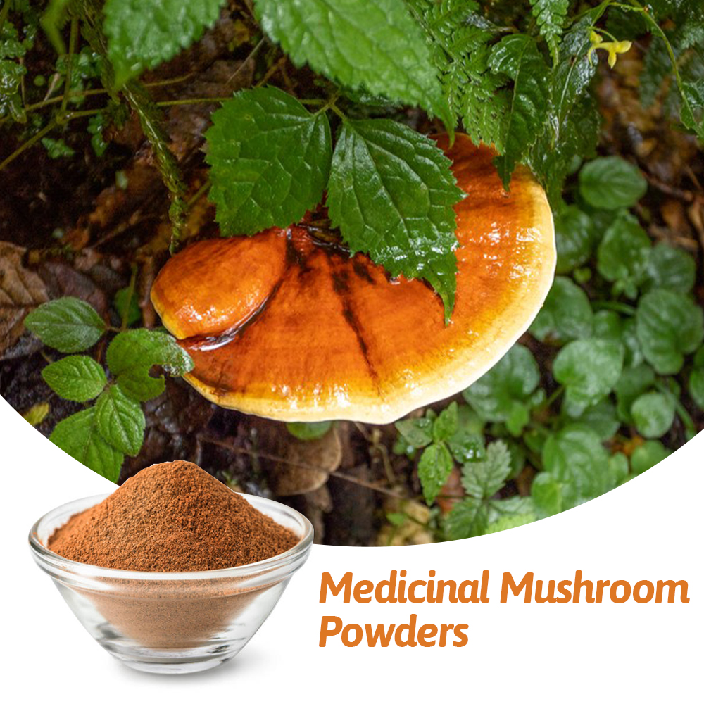 Medicinal-Mushroom-Powders