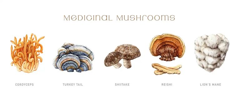ef435b54344e31579cf629f8f6f674e0_Medicinal-mushrooms-copy-1-1024x414