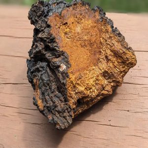 chaga 