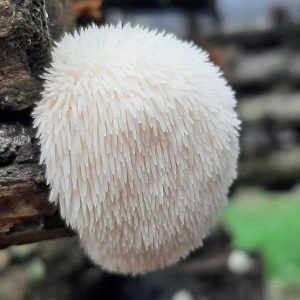 1af231d7bd12440bf82476a3ad865ddf