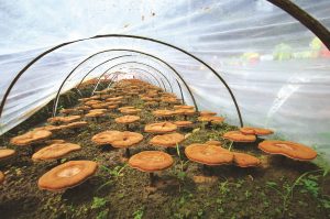medicinal mushrooms