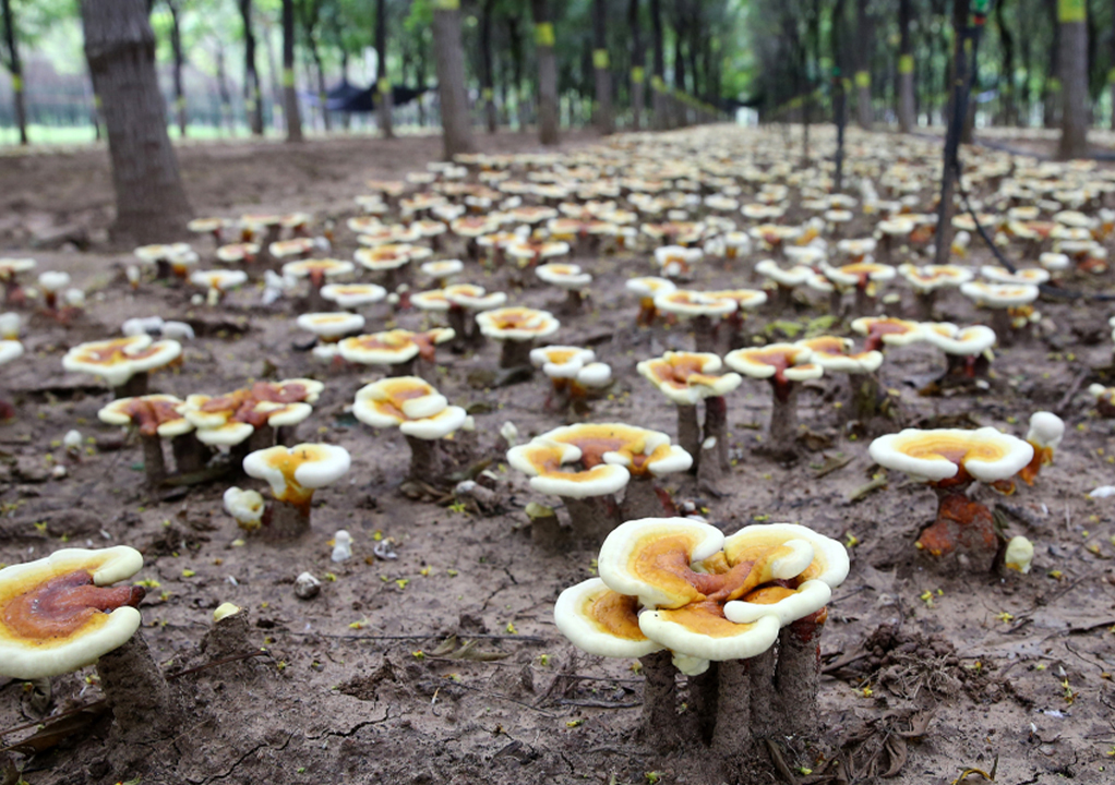 Eco Friendly Wild Simulated Cultivation