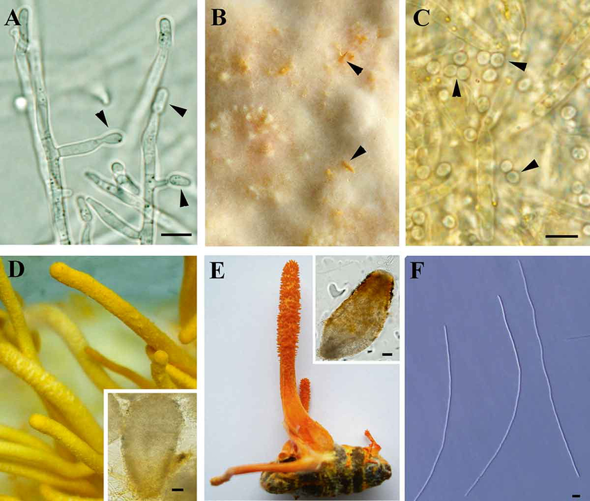 Morphological characteristics of Cordyceps militaris A Production of blastospores