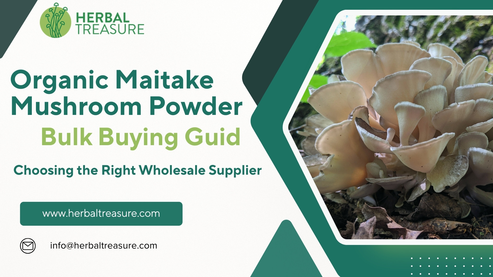 How to Buy Organic Maitake Mushroom Powder in Bulk