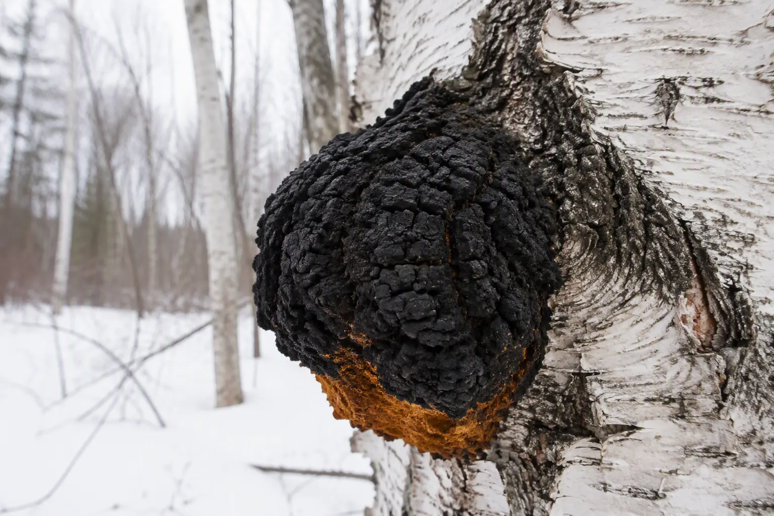 Chaga