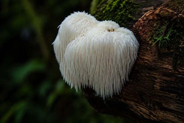 Best Medicinal Mushrooms for Inflammation Relief -Lion's Mane