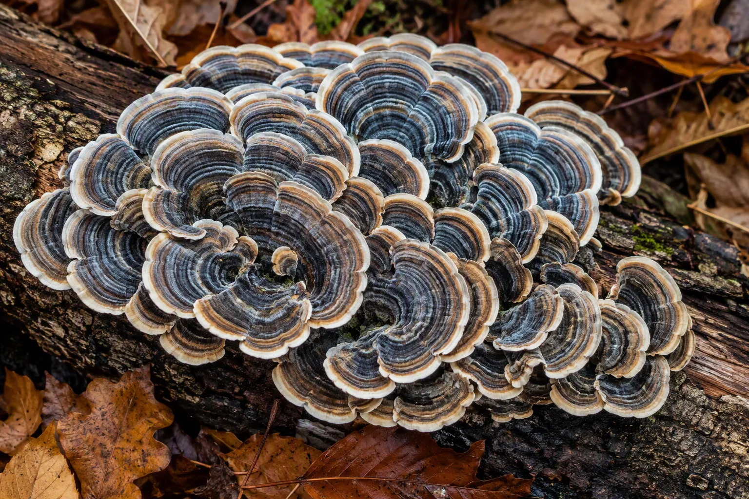 Turkey Tail