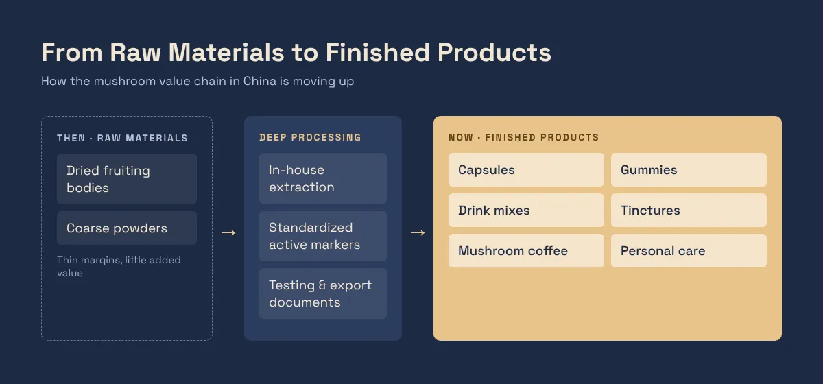 Value chain of mushroom supplements: dried fruiting bodies and powders move through extraction into capsules, gummies, drink mixes, tinctures, mushroom coffee, and personal care products